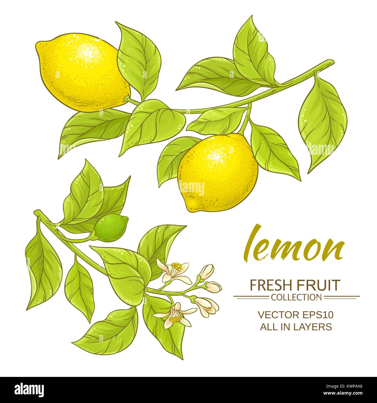 lemon branches vector set on white background Stock Vector Image & Art ...