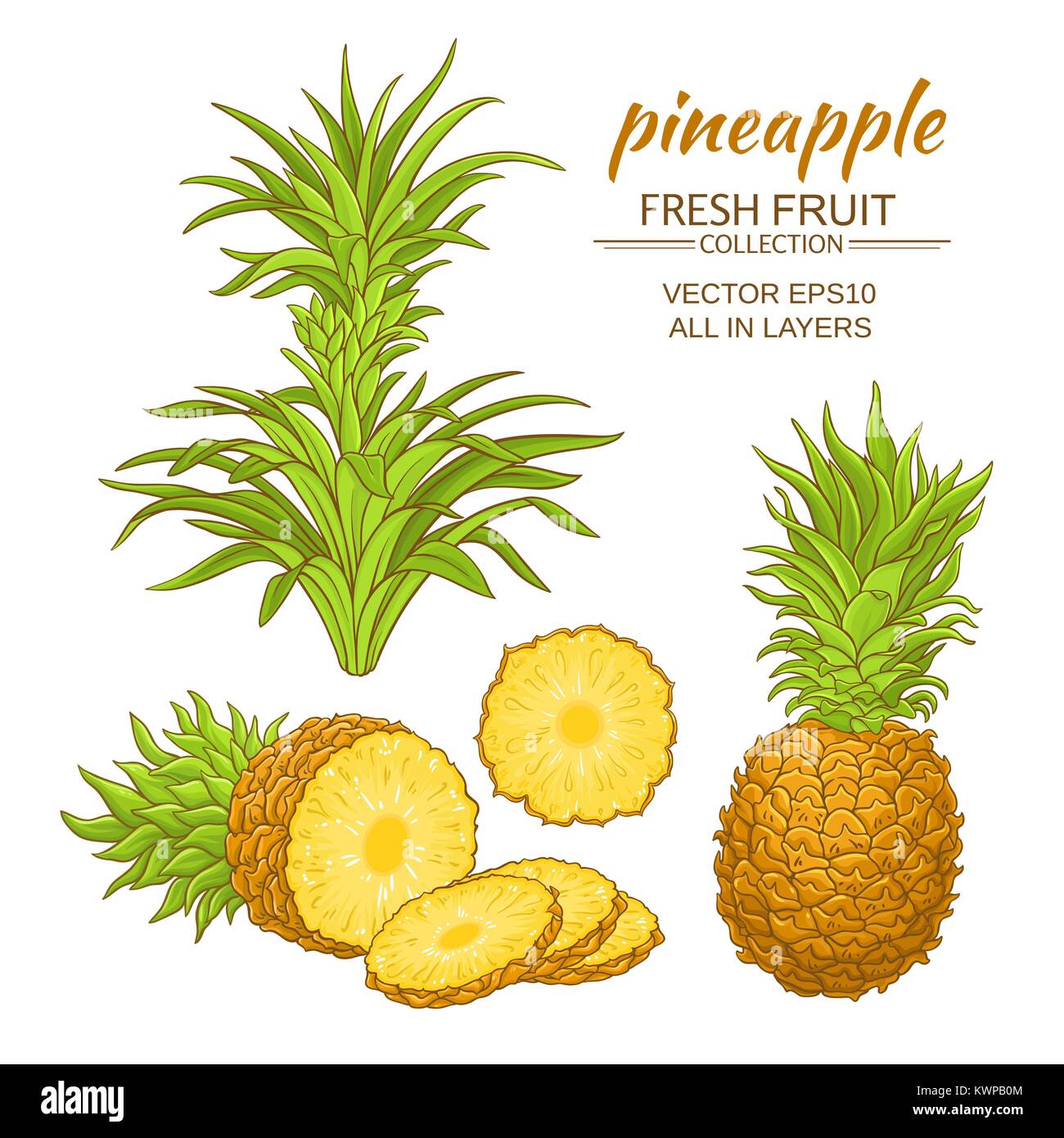 pineapple fruit vector set on white background Stock Vector Image & Art ...