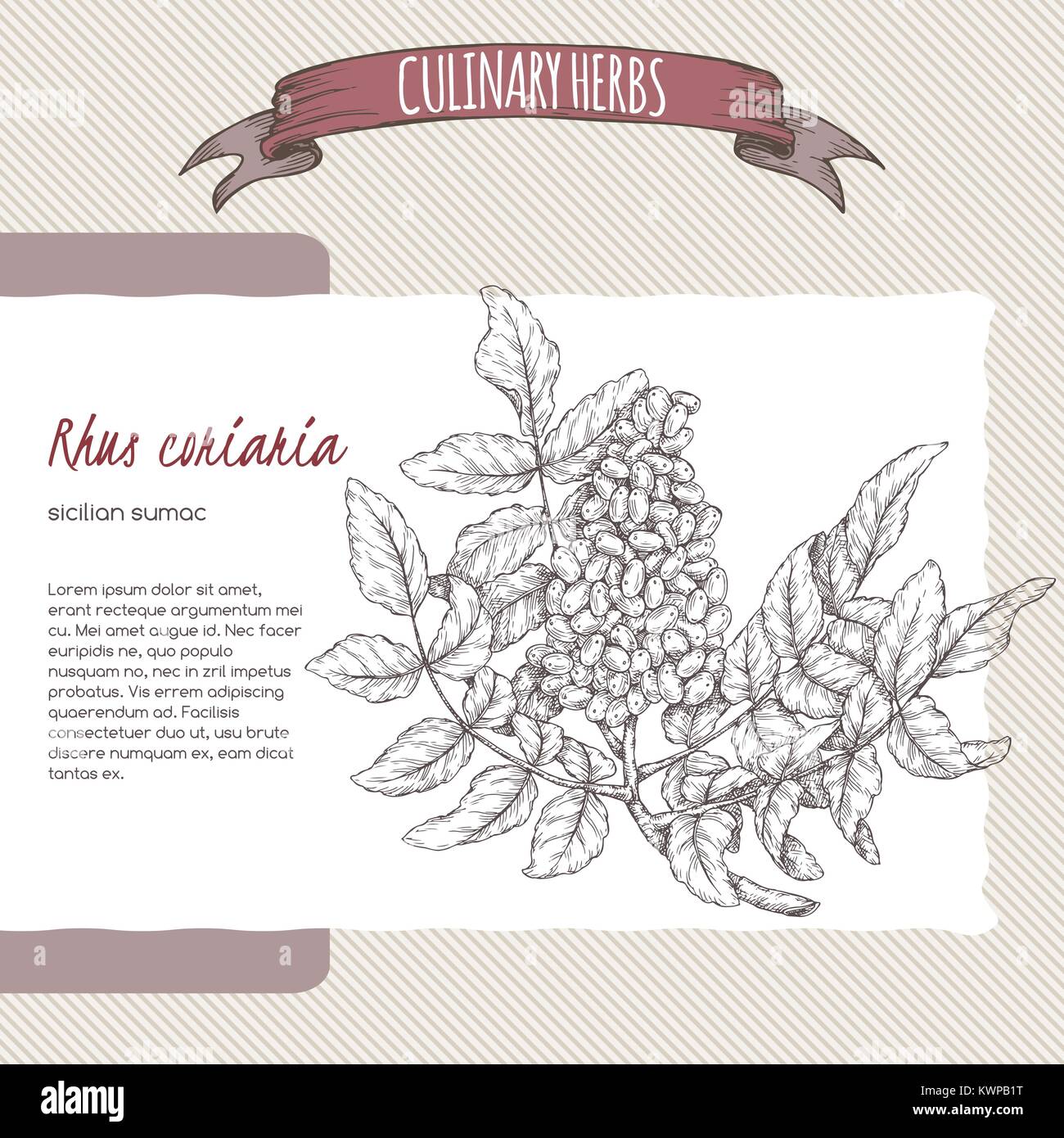 Sumac Drawing Sicilian sumac aka Rhus coriaria hand drawn sketch Stock Vector Image ...
