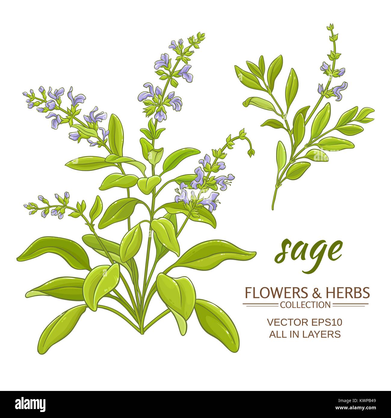 sage plant vector illustration on white background Stock Vector Image & Art Alamy