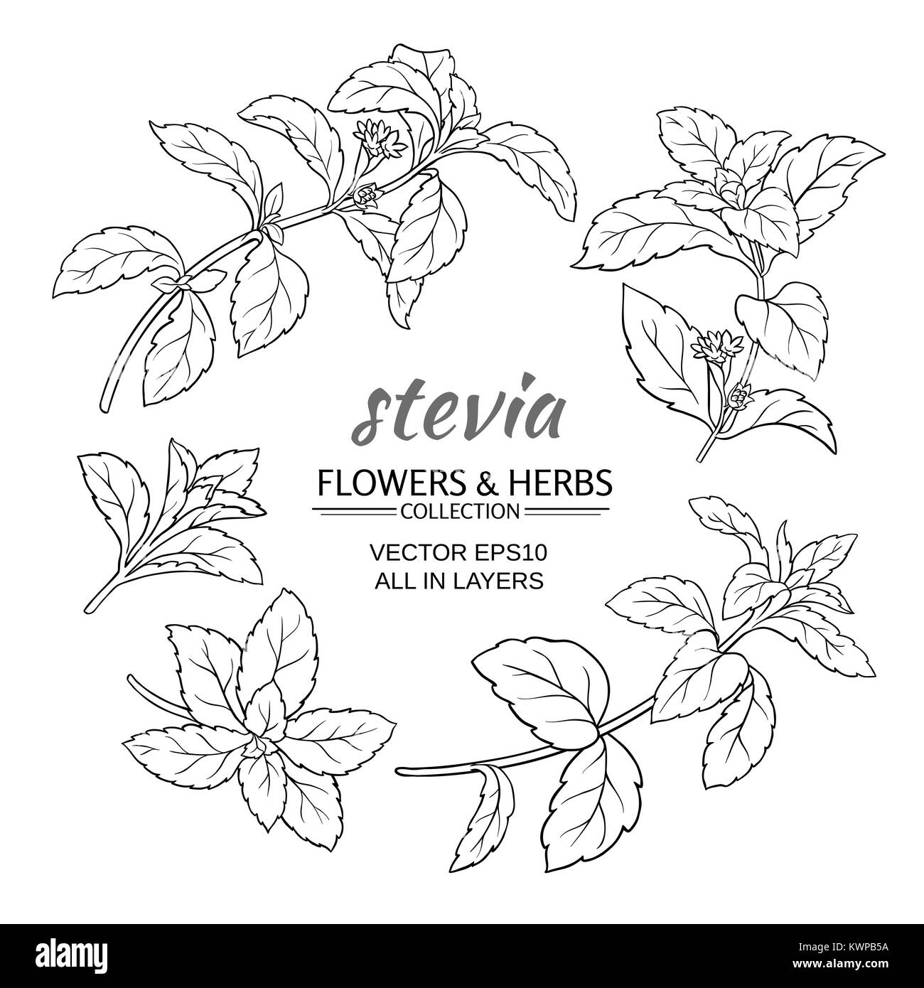 stevia herb vector set on white background Stock Vector