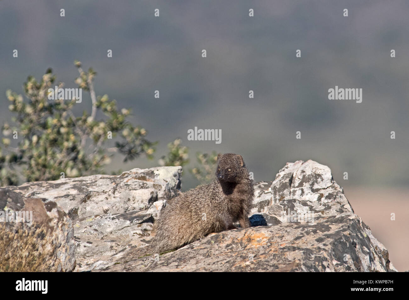 Egyptian Mongoose. Herpestes ichneumon San Pedro Sierra Extremadura Spain December Stock Photo