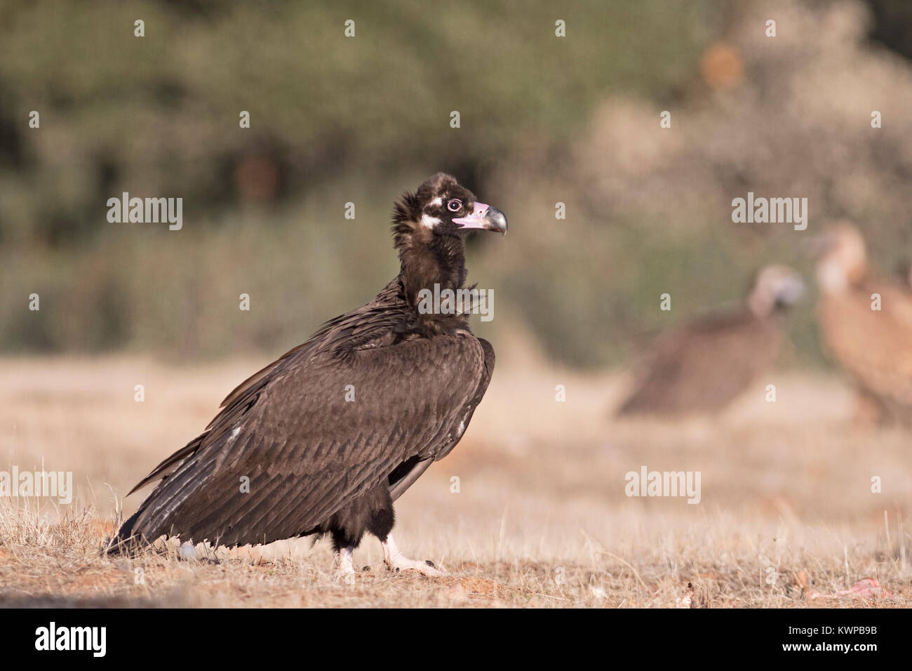 Eurasian Black Vulture Aegypius monachus San Pedro Sierra Extremadura Spain December Stock Photo