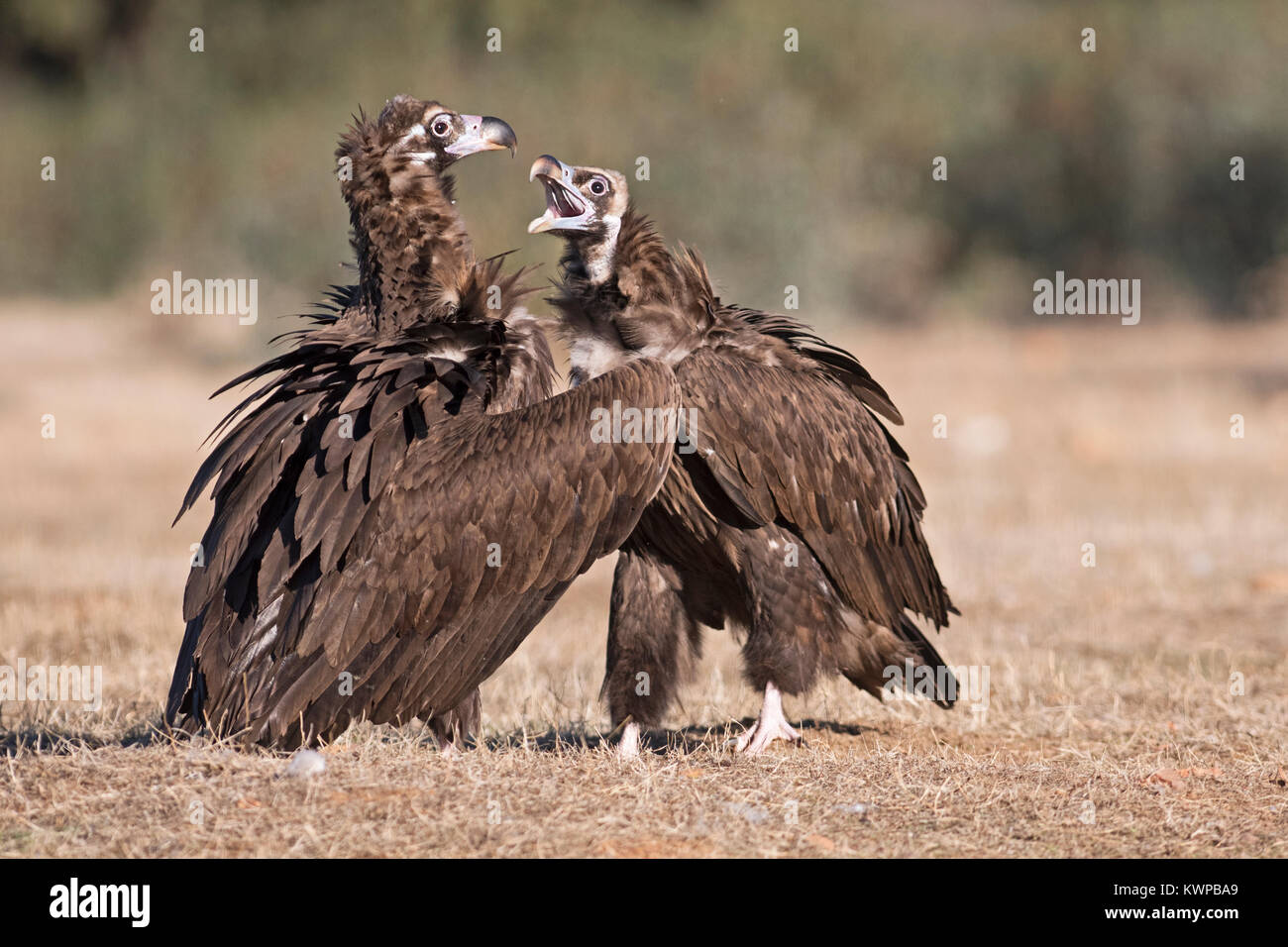 Eurasian Black Vulture Aegypius monachus San Pedro Sierra Extremadura Spain December Stock Photo
