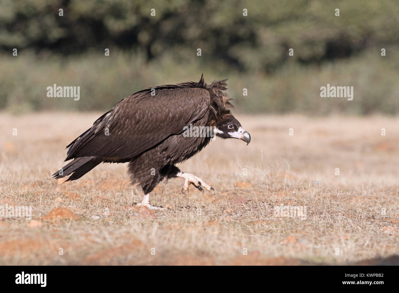 Eurasian Black Vulture Aegypius monachus in aggressive posture approaching food and other