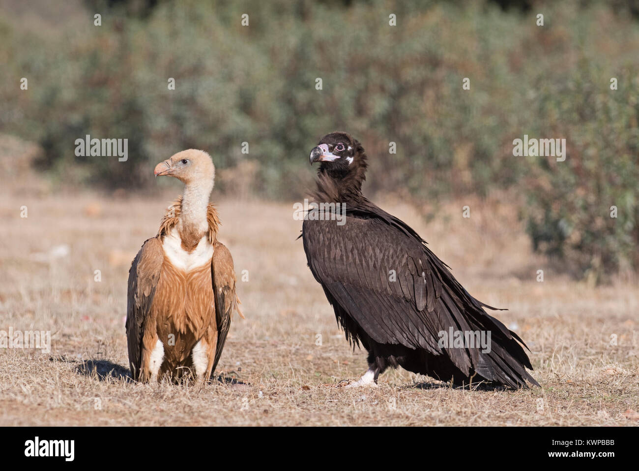 Griffon & Black Vulture San Pedro Sierra Extremadura Spain December Stock Photo