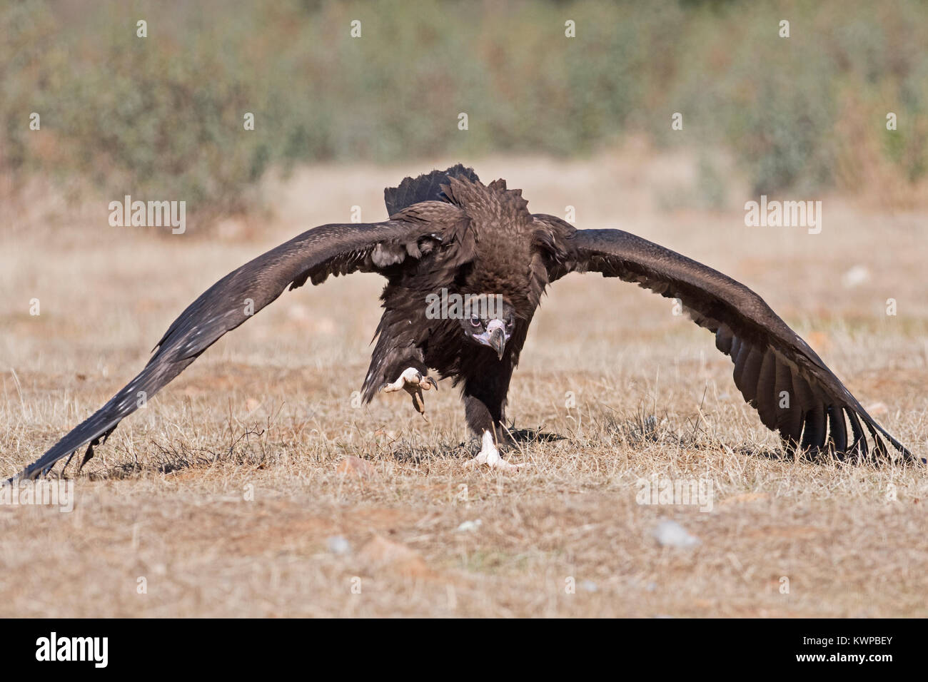 Eurasian Black Vulture Aegypius monachus in aggressive posture approaching food and other vultures San Pedro Sierra Extremadura Spain December Stock Photo