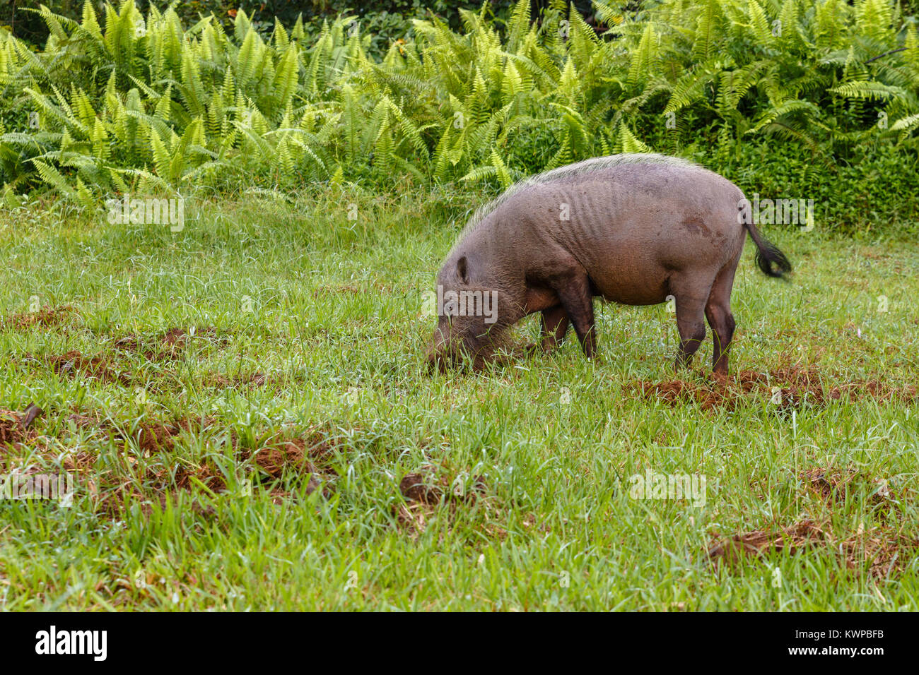 Jungle Pig Stock Photos & Jungle Pig Stock Images Alamy