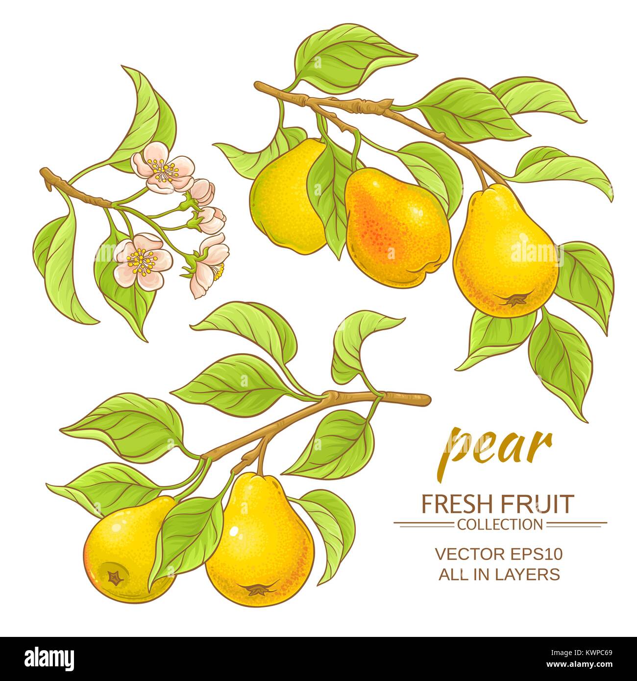 pear branches vector set on white background Stock Vector Image & Art ...