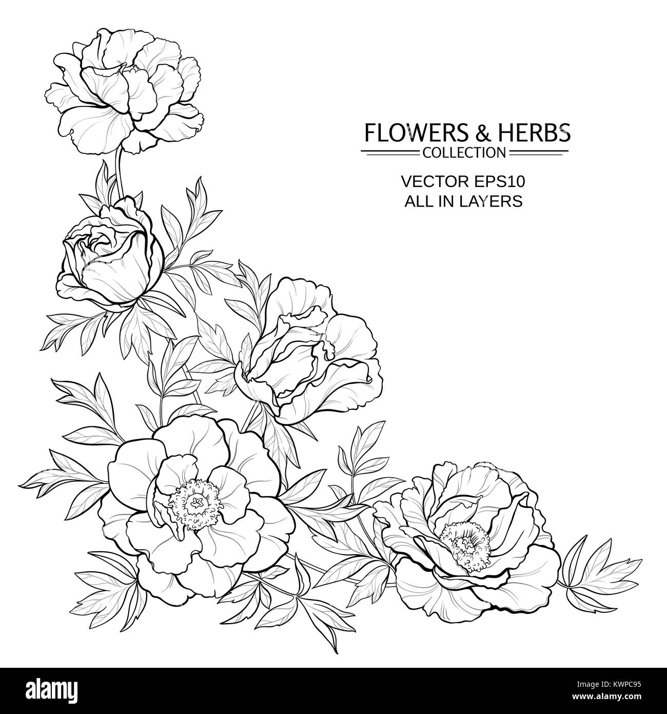 vector frame with  peonies on white background Stock Vector