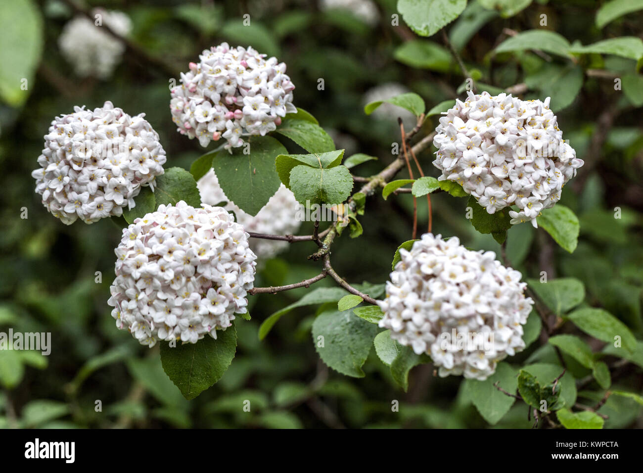 Viburnum carlcephalum, Fragrant Snowball White flowers Stock Photo