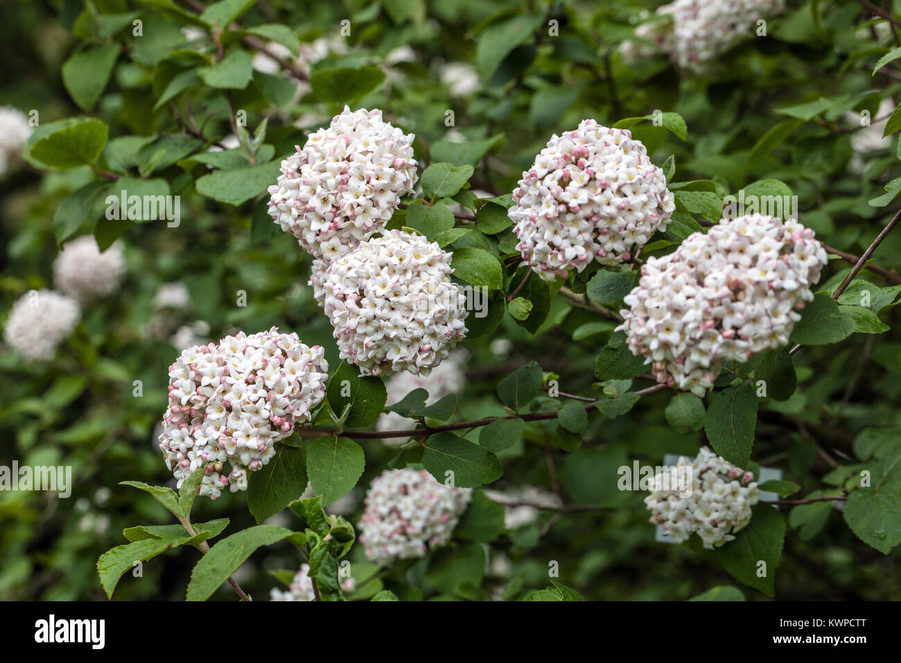 Viburnum carlcephalum, Fragrant Snowball, shrub Stock Photo