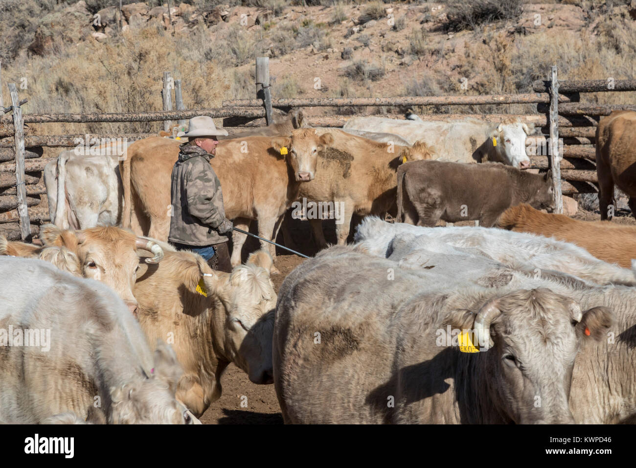 Whitewater, Colorado Ranchers sort out cattle, mostly Charolais, that