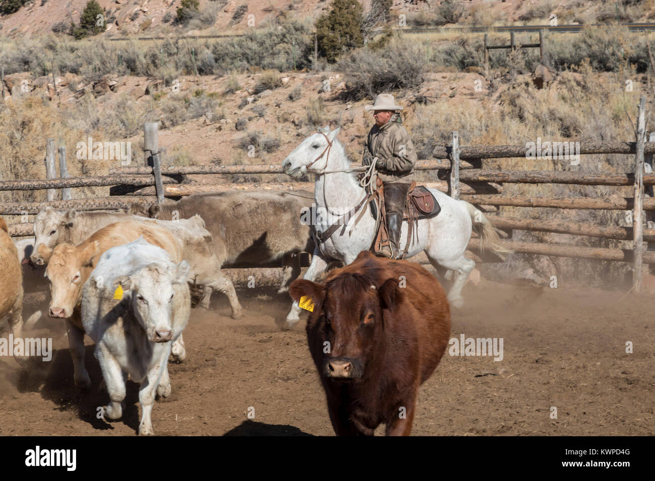 Whitewater, Colorado Ranchers sort out cattle, mostly Charolais, that