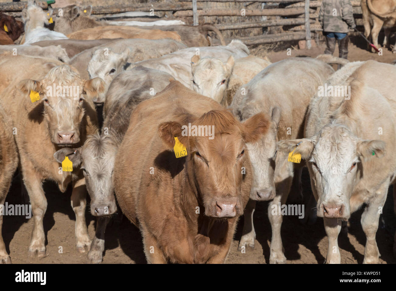 Whitewater, Colorado - Cattle, mostly Charolais, that they have been rounded up from a grazing allotment on BLM land. Stock Photo
