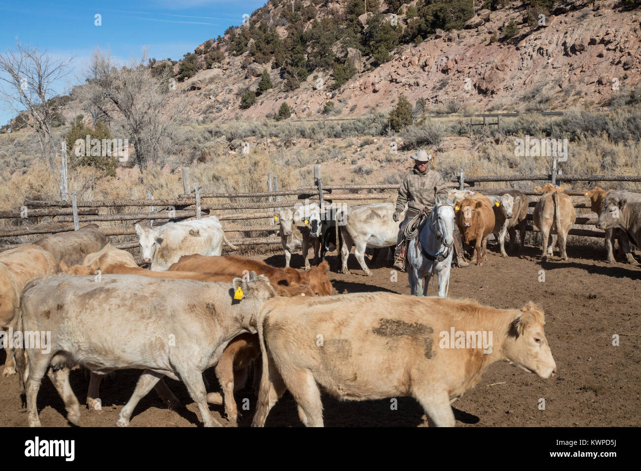 Whitewater, Colorado Ranchers sort out cattle, mostly Charolais, that