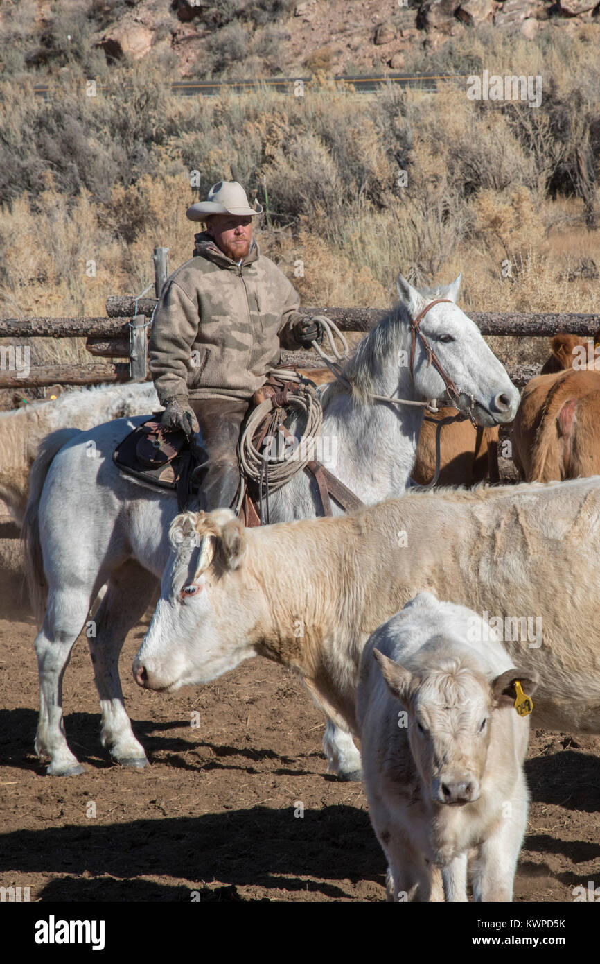 Whitewater, Colorado Ranchers sort out cattle, mostly Charolais, that