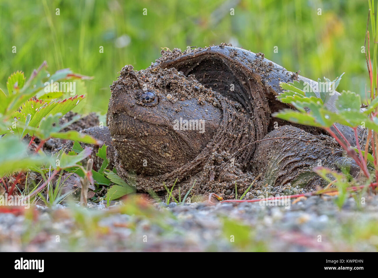 A momma Common Snapping Turtle lays her eggs on the roadside. Stock Photo