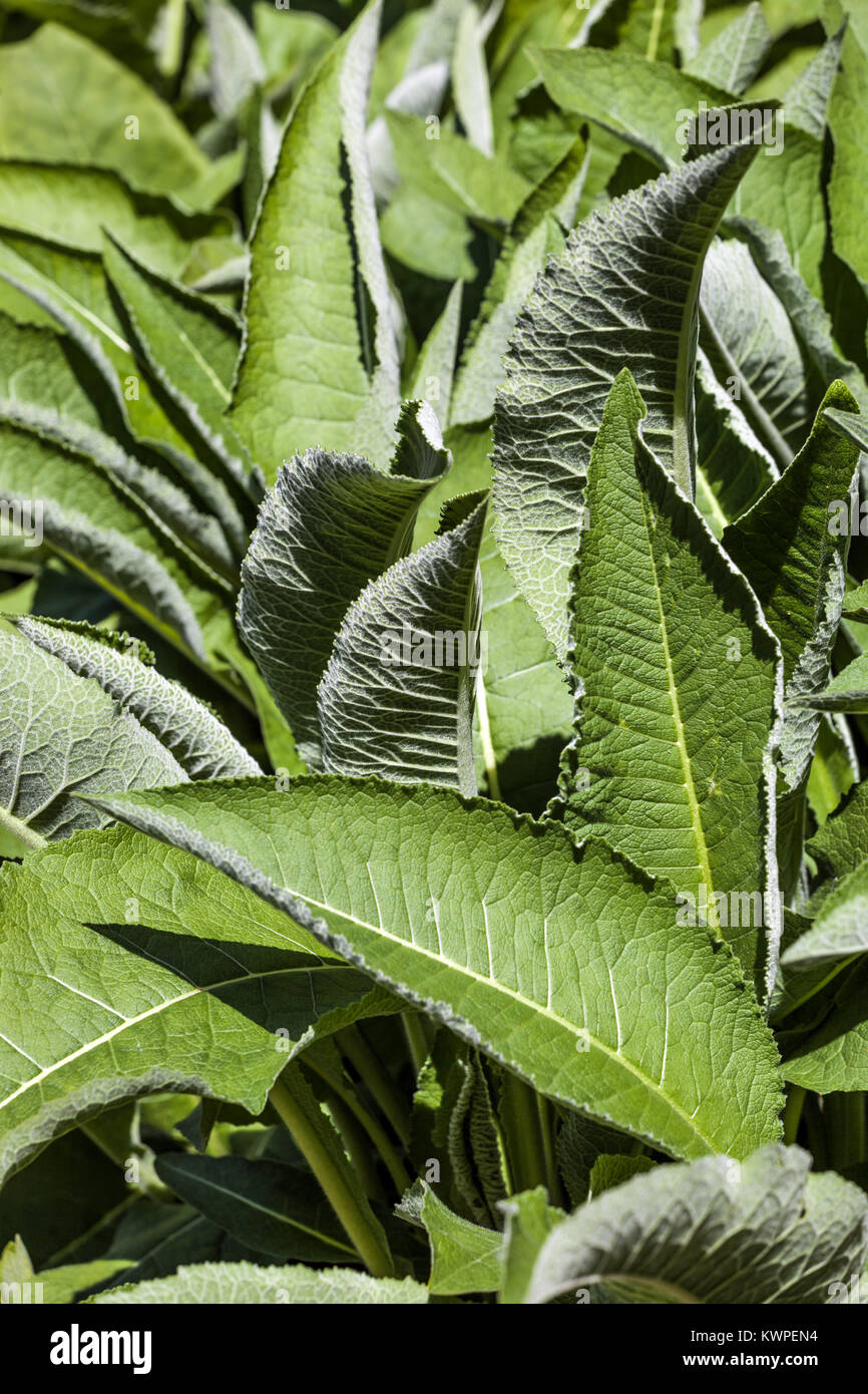 Inula helenium leaves Stock Photo