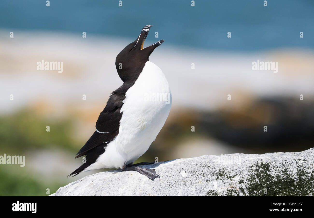 Penguin seal hunt hi-res stock photography and images - Alamy