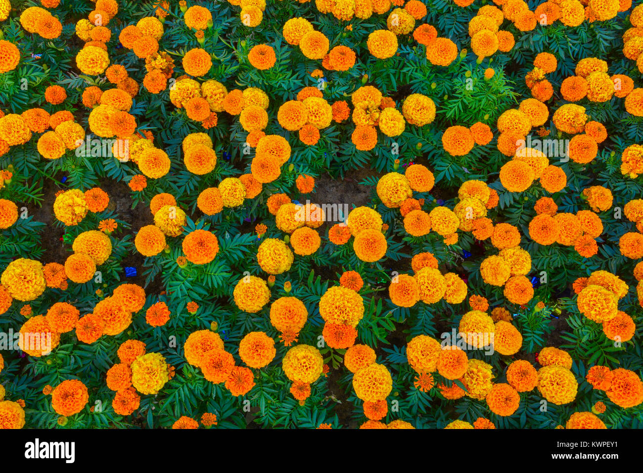 Marry gold flowers in Yanbu flower show Saudi arabia Stock Photo Alamy