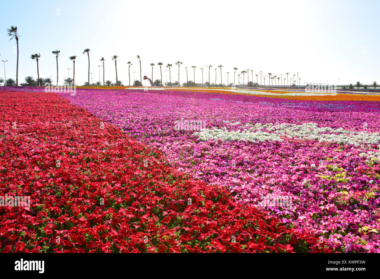 Flower carpet in Yanbu flower show Saudi arabia Stock Photo