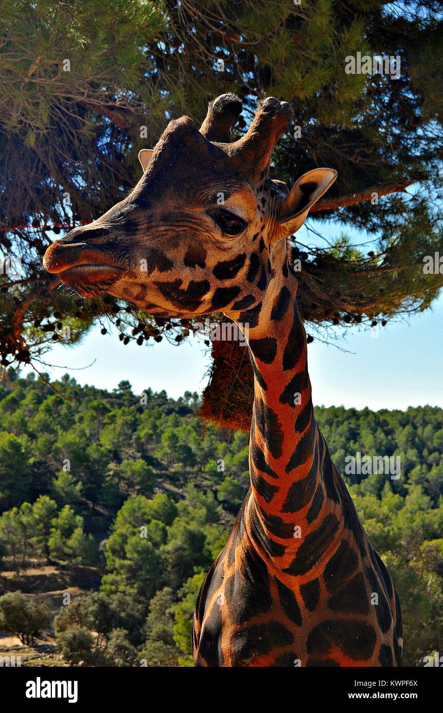 Portrait giraffe close up Stock Photo