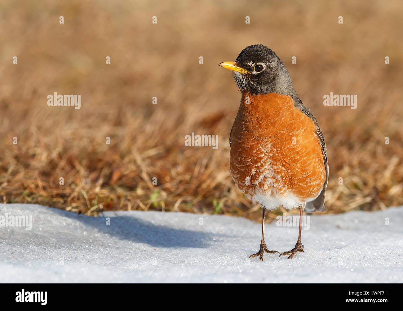 An American Robin stands on the snow. Stock Photo