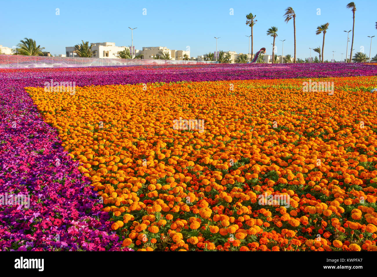 Yanbu flower hires stock photography and images Alamy