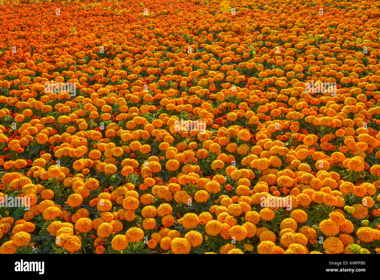 Saudi arabia seamless pattern hi-res stock photography and images - Alamy