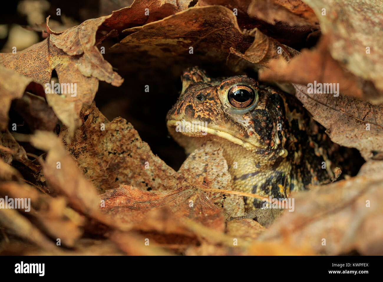 An American Toad hides among the leaf litter. Stock Photo