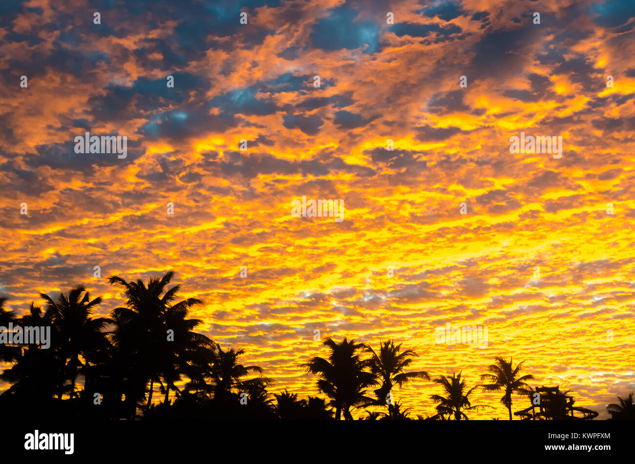 Sunset golden hour with colored sky and palm trees as background Stock Photo