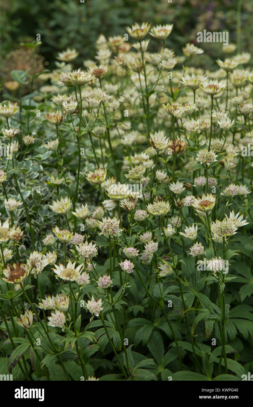 Astrantia in full flower Stock Photo