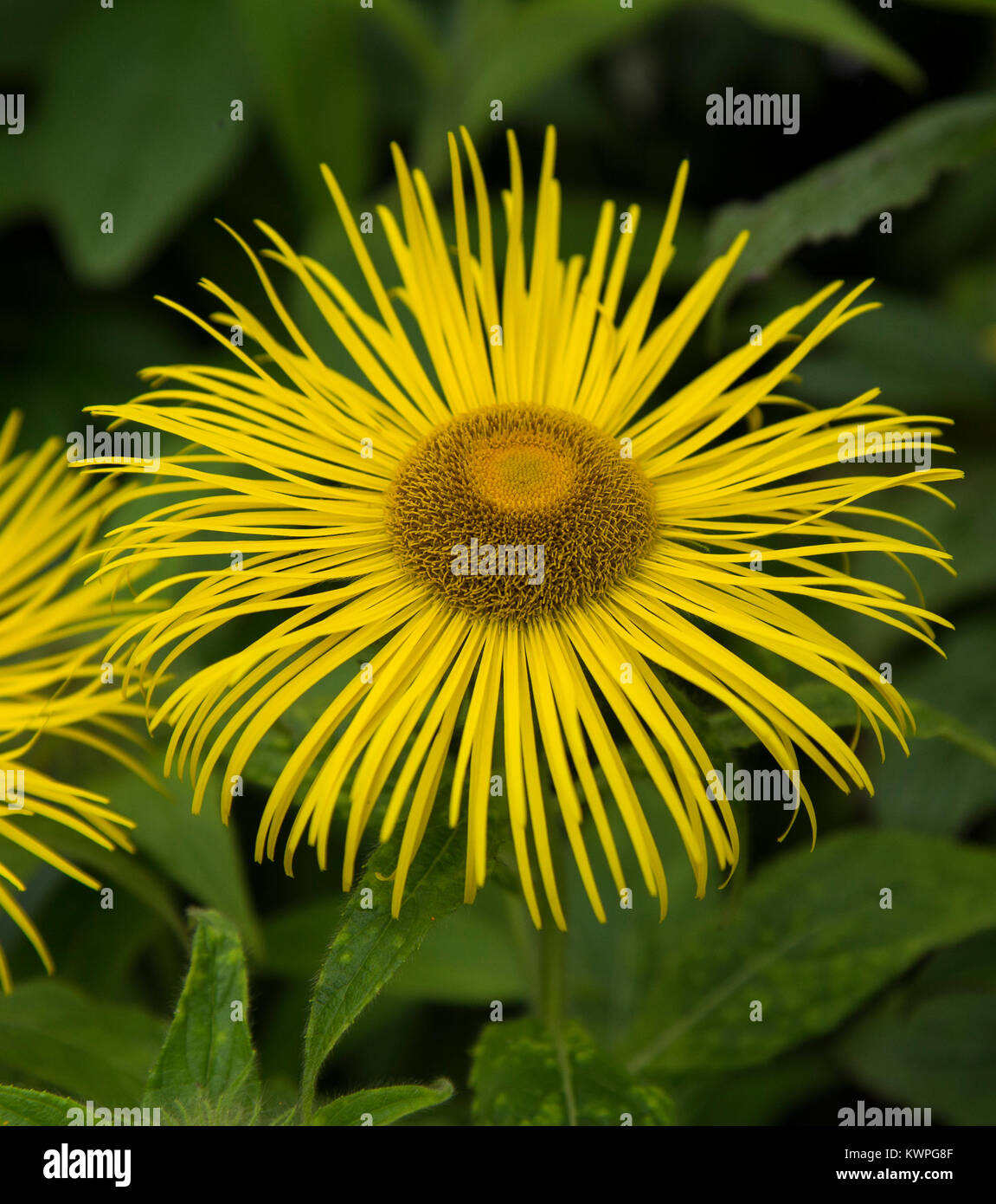 close up of an Inula Hookeri flower Stock Photo