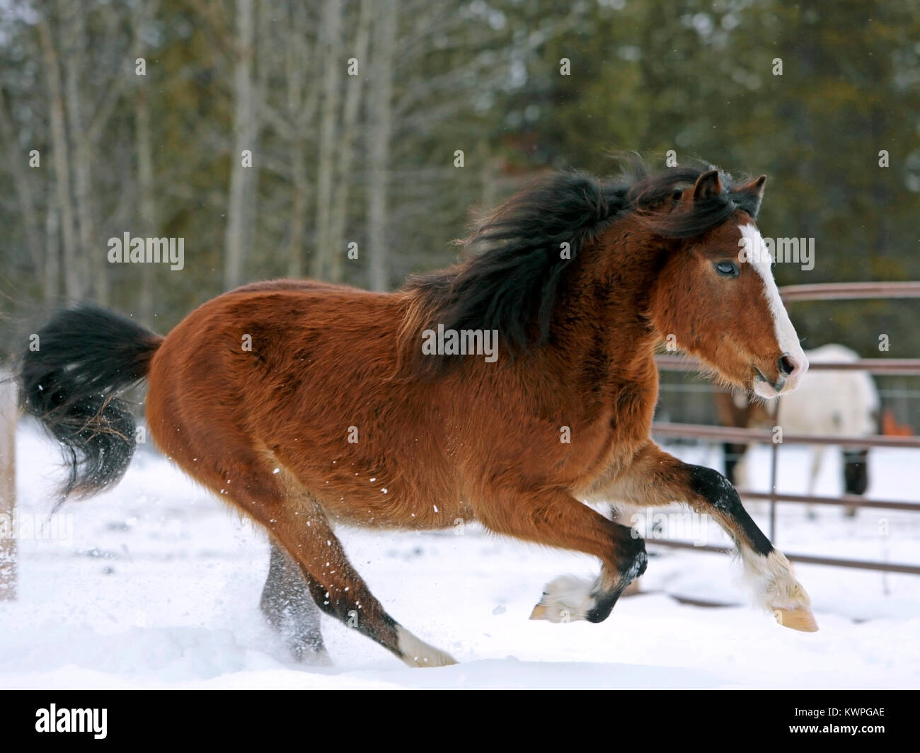 Welsh Pony Bay Stallion galloping  at pasture in the snow close up. Stock Photo