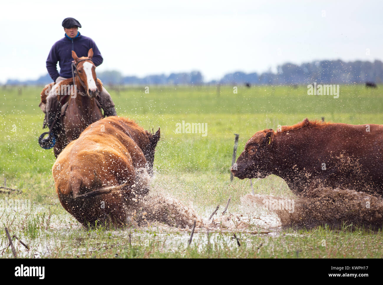 Fight between bulls. Pardo, Argentina. Stock Photo