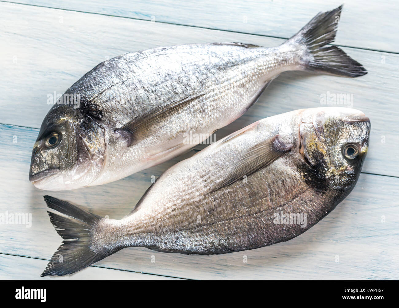 Dorade Royale Fish Stock Photo - Alamy