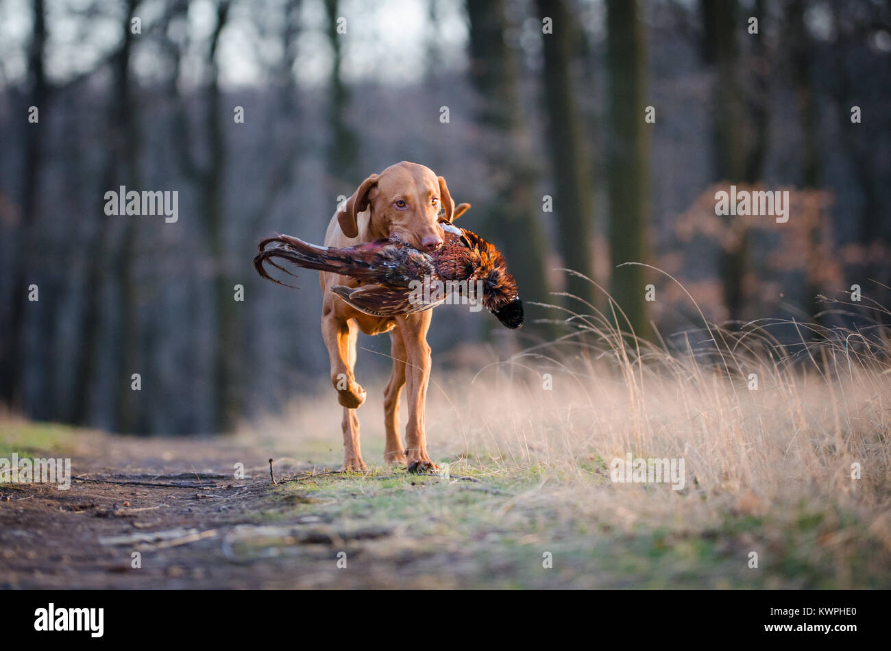 Hungarian hound pinter dog in the spring forrest Stock Photo