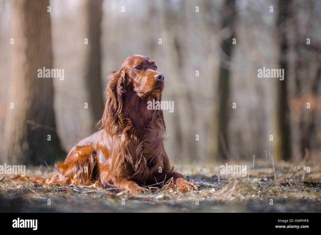 Red 2024 setter pointer