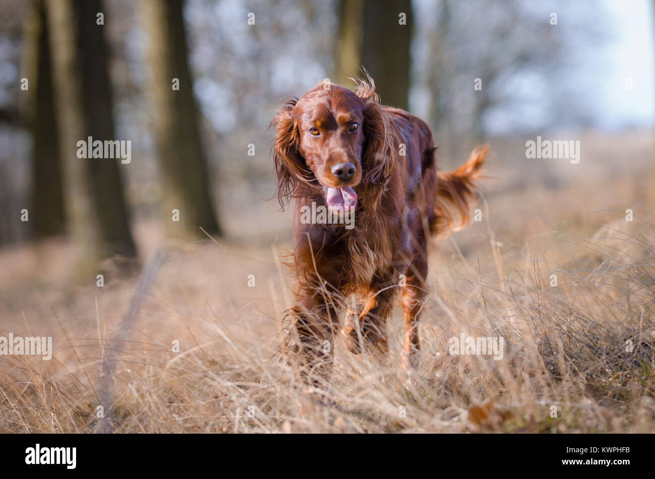 Irish setter cheap pointer