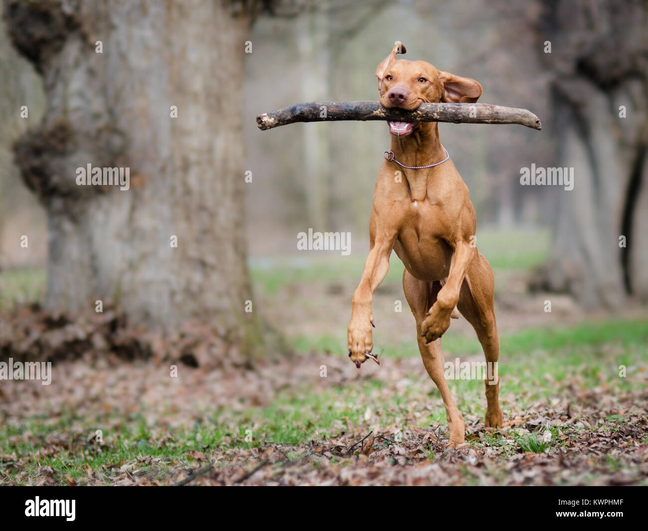 Photo of hungarian flying hunter dog in autumn time Stock Photo