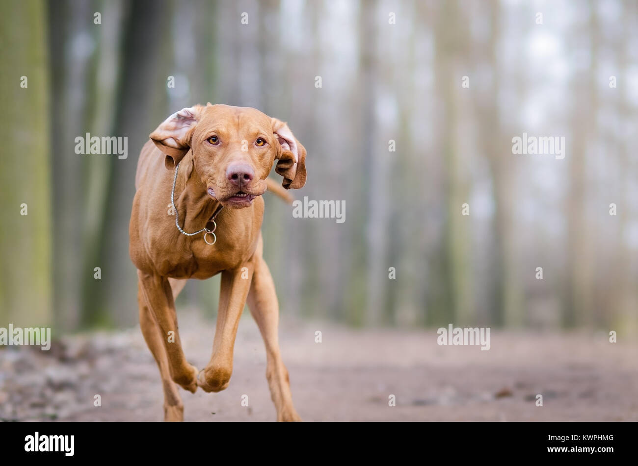 Photo of hungarian flying hunter dog in autumn time Stock Photo