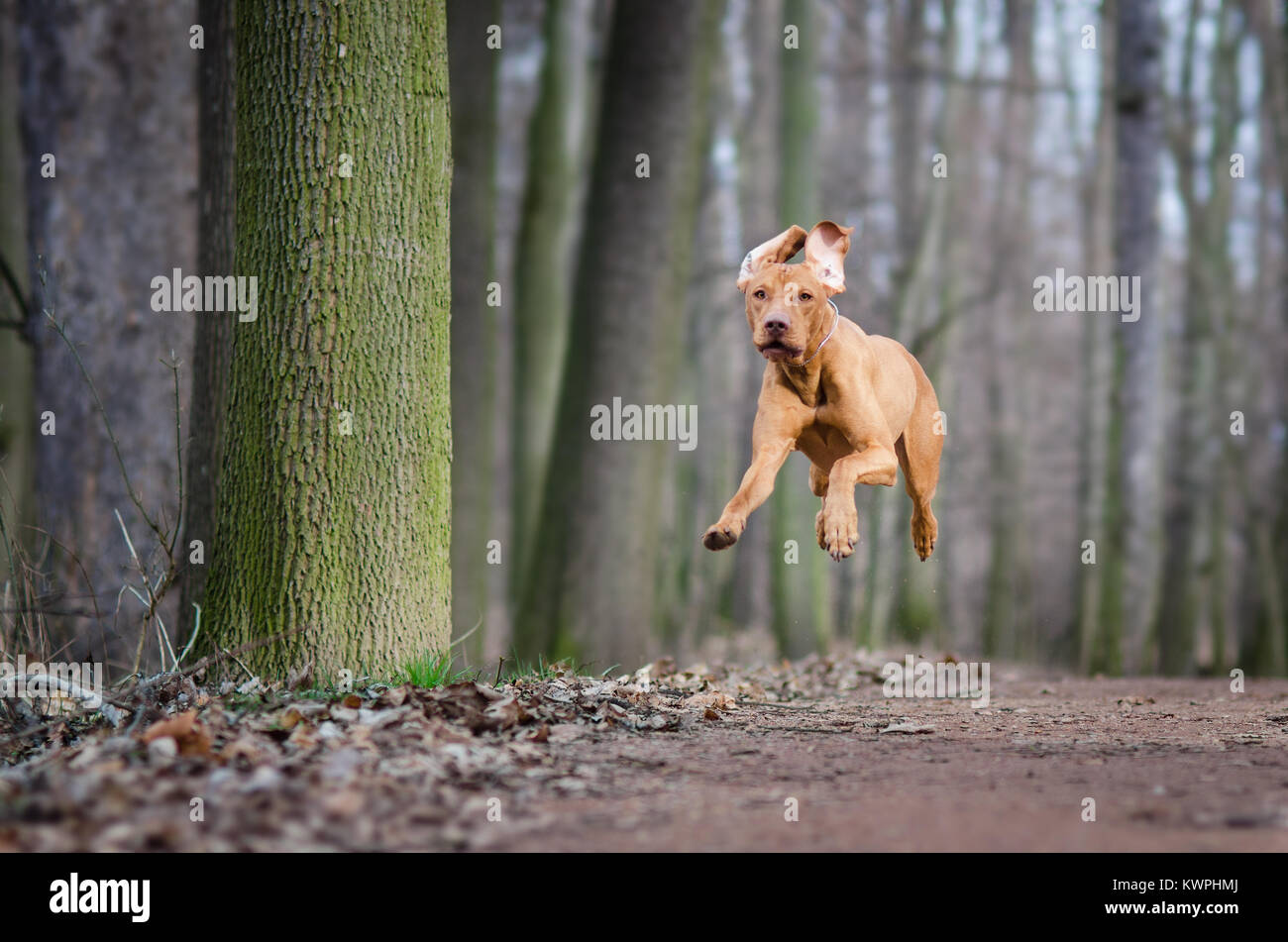 Photo of hungarian flying hunter dog in autumn time Stock Photo