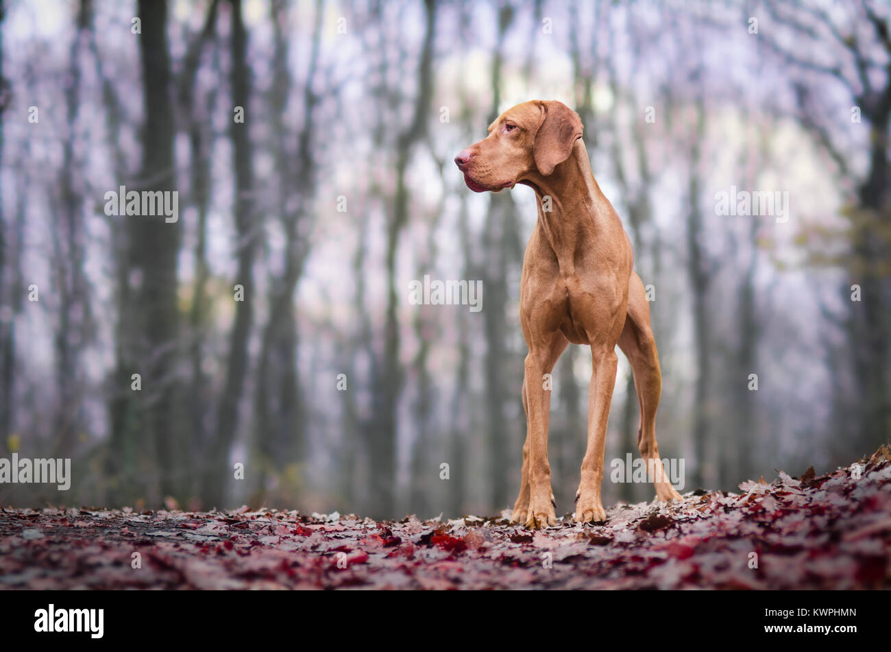 Photo of hungarian hunter dog in autumn time Stock Photo