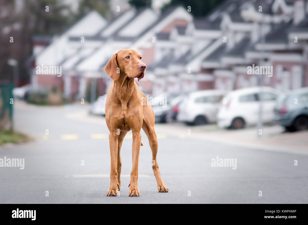 Photo of hungarian hunter dog in autumn time Stock Photo