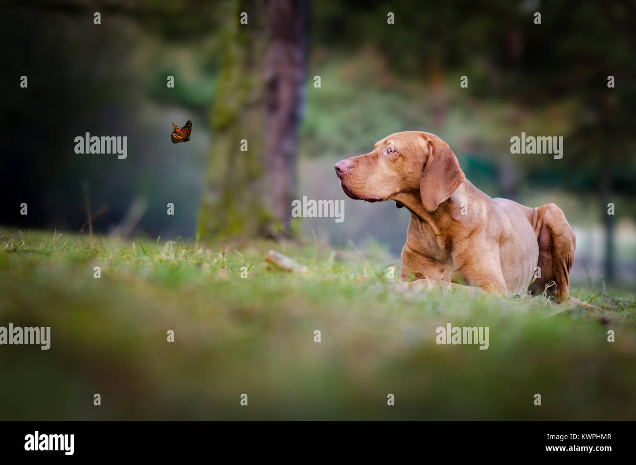 Hungarian hound vizsla dog looking on butterfly Stock Photo