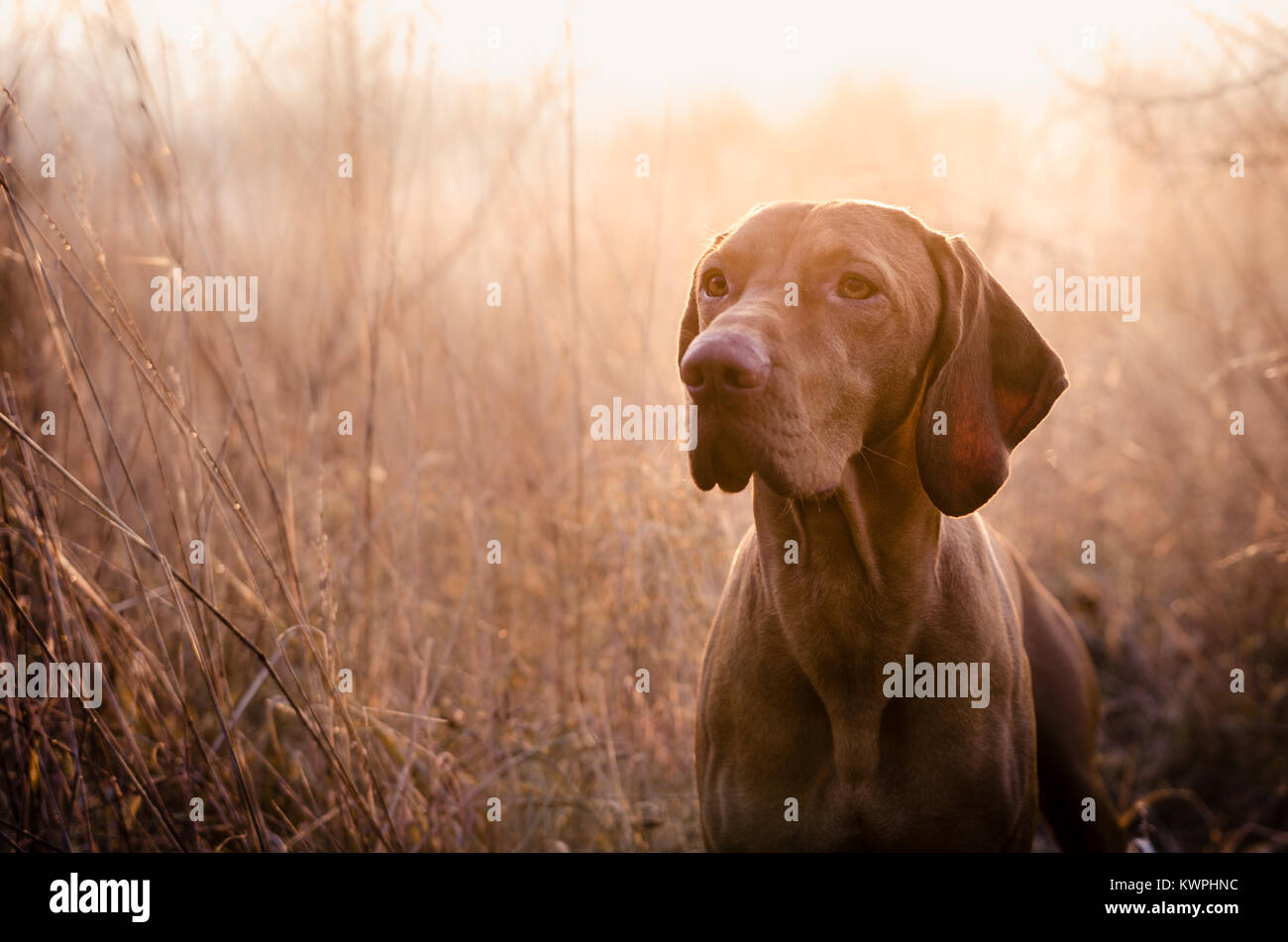 Hungarian hound pointer vizsla dog in autumn time in the field Stock Photo