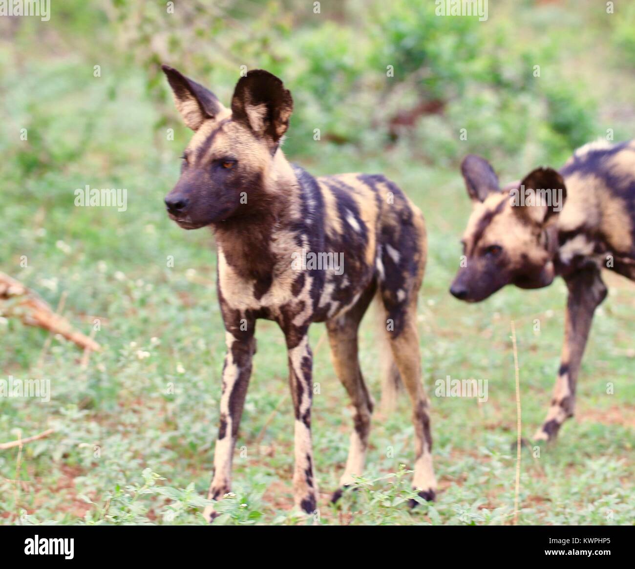 african wild dog Stock Photo - Alamy