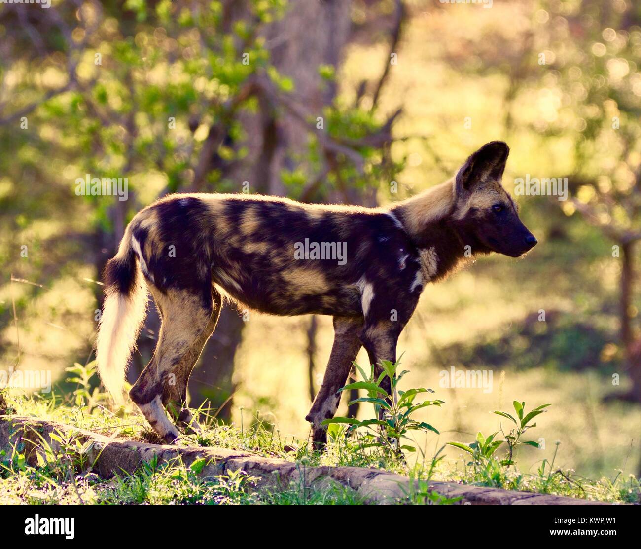 african wild dog Stock Photo - Alamy