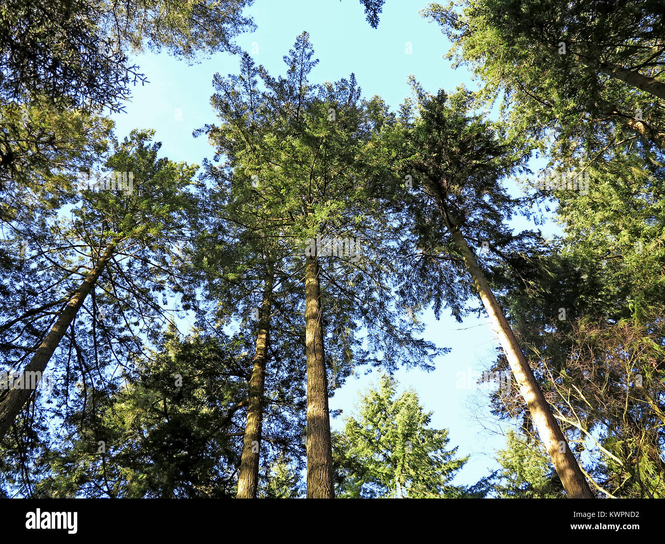 Pine trees in the New Forest National Park Stock Photo